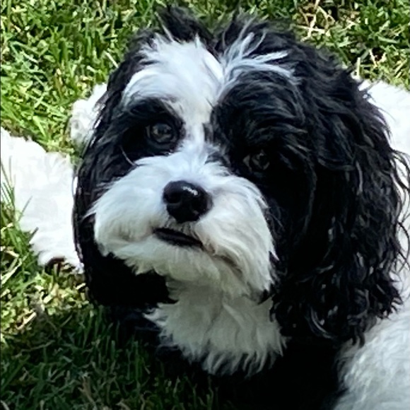 Meet your Posher, Emily - Picture 1 of 1